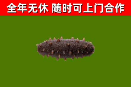 五指烟酒回收干海参.jpg